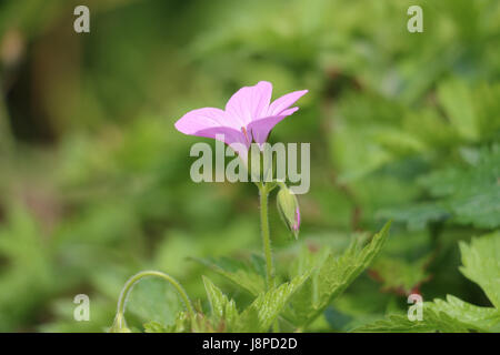 Einzelne Blume rosa Storchschnabel Geranium, Wargrave Pink Geranium Endressii blühen in der Frühlingssonne; Seite auf einem natürlichen grünen Blatt Hintergrund anzeigen Stockfoto