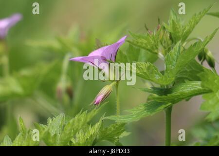 Einzelne Blume rosa Storchschnabel Geranium, Wargrave Pink Geranium Endressii blühen in der Frühlingssonne; Seite auf einem natürlichen grünen Blatt Hintergrund anzeigen Stockfoto