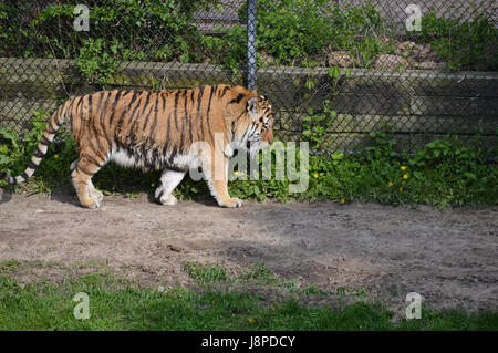 Tiger Stimulation in der Natur Stockfoto