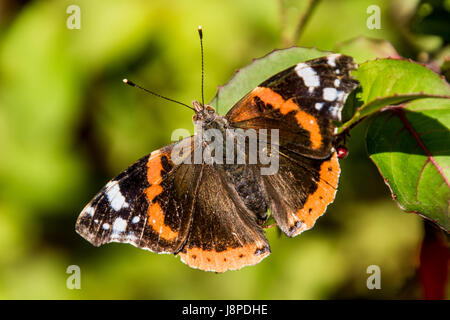 Red Admiral Schmetterling Vanessa atalanta auf fuchsia Blatt Stockfoto