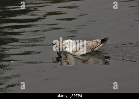 Silbermöwe Fütterung auf Krebse im Regents Park, London, Vereinigtes Königreich Stockfoto