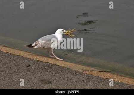 Silbermöwe Fütterung auf Krebse im Regents Park, London, Vereinigtes Königreich Stockfoto