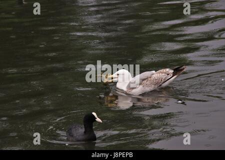 Silbermöwe Fütterung auf Krebse im Regents Park, London, Vereinigtes Königreich Stockfoto