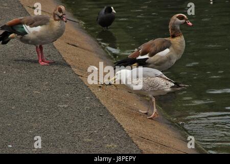 Silbermöwe Fütterung auf Krebse im Regents Park, London, Vereinigtes Königreich Stockfoto