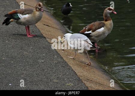 Silbermöwe Fütterung auf Krebse im Regents Park, London, Vereinigtes Königreich Stockfoto