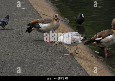 Silbermöwe Fütterung auf Krebse im Regents Park, London, Vereinigtes Königreich Stockfoto