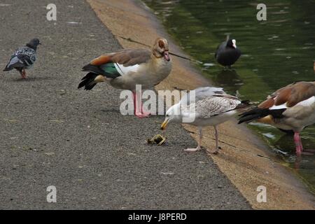 Silbermöwe Fütterung auf Krebse im Regents Park, London, Vereinigtes Königreich Stockfoto