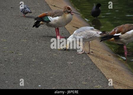 Silbermöwe Fütterung auf Krebse im Regents Park, London, Vereinigtes Königreich Stockfoto