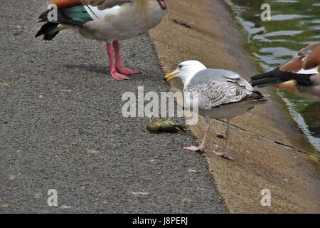 Silbermöwe Fütterung auf Krebse im Regents Park, London, Vereinigtes Königreich Stockfoto