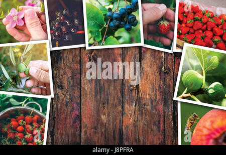 Bio-Obst-Produktion, Foto-Collage mit textfreiraum - verschiedene Früchte Fotografie auf hölzernen Oberflächen, Top Sicht Stockfoto