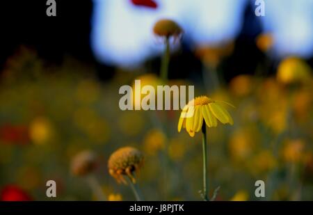 Gartenblumen Stockfoto