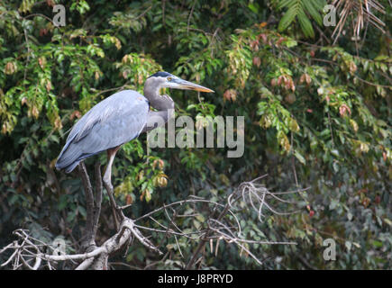Great Blue Heron (Ardea Herodias) Ufer des Tempisque River, Costa Rica. Stockfoto