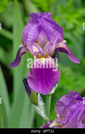 Nahaufnahme des violetten Bartiris (Iris Germanica) Stockfoto