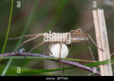 Weibliche Baumschule Web-Spider (Pisaura Mirabilis) tragen ihre Ei-Sac unter ihr Stockfoto