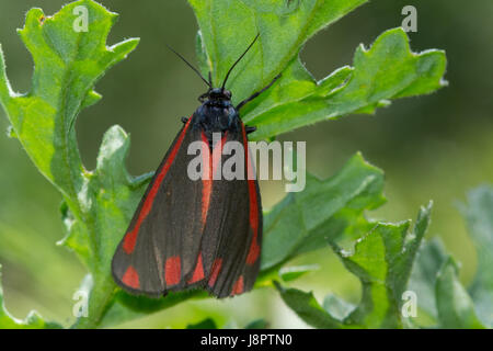 Nahaufnahme von Zinnober Moth (Tyria Jacobaeae) Stockfoto