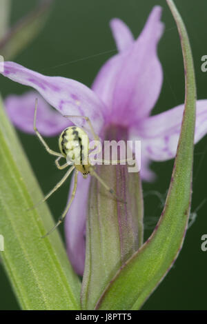 Gelbe und schwarze Spinne auf Knabenkraut Stockfoto