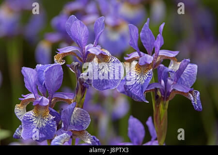 Sibirische Schwertlilie (Iris Sibirica) in Blumen Stockfoto