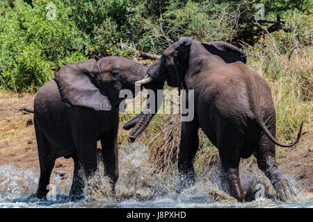 Zwei junge Stier afrikanischen Elefanten (Loxodonta Africana) kämpfen am Rande des Flusses in der Kruger National Park, Südafrika Stockfoto