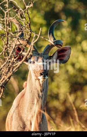 Große männliche große Kudu (Tragelaphus Strepsiceros) mit gedrehten Hörnern freut sich in einen Kopf und Schultern Porträtaufnahme. Stockfoto