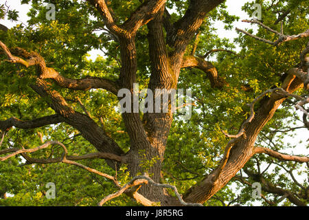 Alte Eiche im Lande, bald nach der Dämmerung in die goldene Stunde. Stockfoto