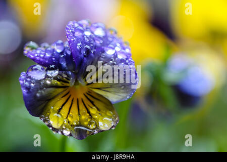 Violeta Tricolor, mit Regen nass. Lebendige blauen und gelben Stiefmütterchen mit großen, fein ausgewogene Regentropfen bedeckt. Stockfoto