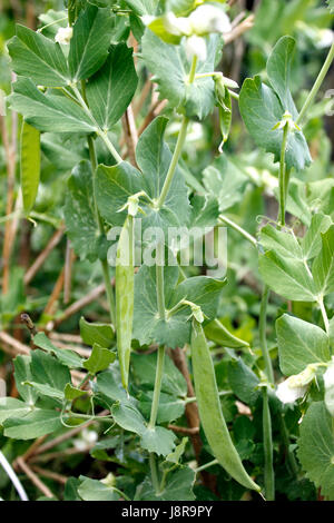 Zuckererbsen gesunde Pflanze wächst im Gemüsegarten Stockfoto