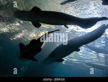 Unterwasser unten-oben-Silhouette von einen großen Wels und Tarpon Fischen Stockfoto