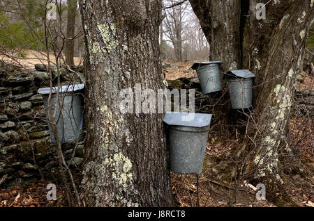 Maple sap sammeln auf einer Farm in Vermont moretown. Stockfoto