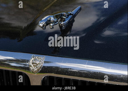 Jaguar XJ6 Limousine Auto vorne Abzeichen und Teil des Grills mit springenden Jaguar Maskottchen auf Motorhaube von dunklen blauen Auto. Stockfoto