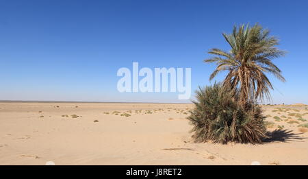 Palmen, Oase, Palme, Algerien, Landschaft, Landschaft, Natur, Palmen, Stockfoto