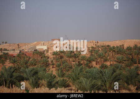 Palmen, Oase, Palme, Algerien, Landschaft, Landschaft, Natur, Palmen, Stockfoto