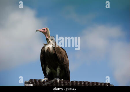 White Eagle gesichert Stockfoto