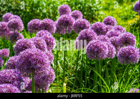 Viele Allium Blumen in voller Blüte Stockfoto