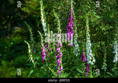 Fingerhut Blüte im Sommer Stockfoto