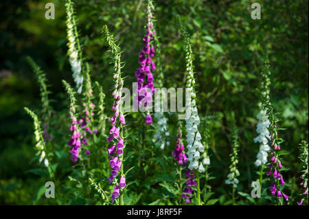Fingerhut Blüte im Sommer Stockfoto