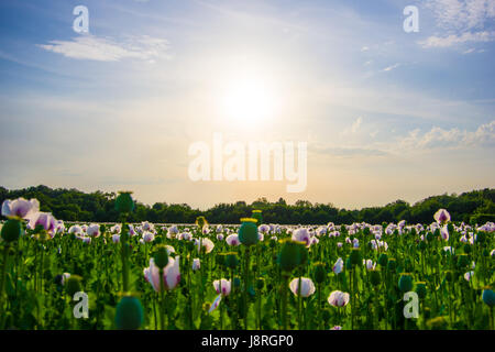 Ein wunderbares Feld von Mohn in der Morgendämmerung, Frankreich Stockfoto