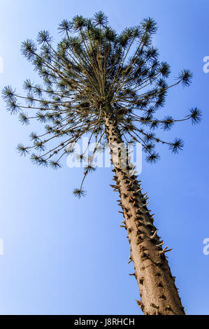 Ceiba oder kapok Tree (ceiba pentandra), Guatemala, Mittelamerika. dornige Trunk junger Ceiba, der nationalbaum von Guatemala & die meisten heiligen Baum Stockfoto