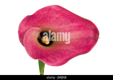Detail, Nahaufnahme, Blume, Pflanze, Flora, Frühling, rosa, schön, beauteously, Stockfoto