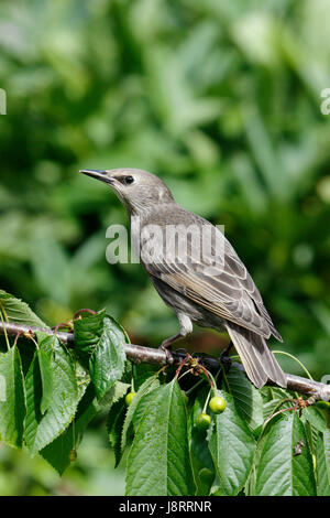 Gemeinsamen Starling Sturnus Vulgaris European Starling, Jugendkriminalität, auch genannt eines dieser Jahre junge Vögel Stockfoto