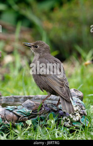 Gemeinsamen Starling Sturnus Vulgaris European Starling, Jugendkriminalität, auch genannt eines dieser Jahre junge Vögel Stockfoto