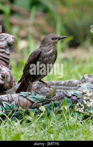 Gemeinsamen Starling Sturnus Vulgaris European Starling, Jugendkriminalität, auch genannt eines dieser Jahre junge Vögel Stockfoto