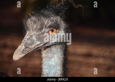 Emu, Schritt, Stufe, Closeup, Tier, Vogel, Afrika, Porträt, Schnabel, bizarre, Stockfoto