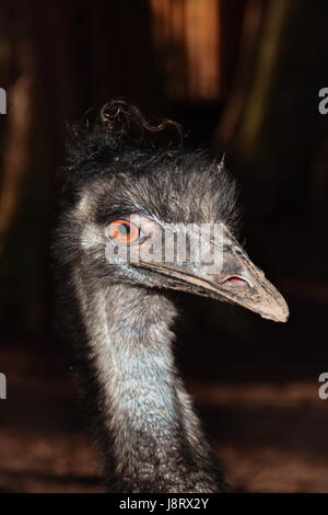 Emu, Schritt, Stufe, Closeup, Tier, Vogel, Afrika, Porträt, Schnabel, bizarre, Stockfoto