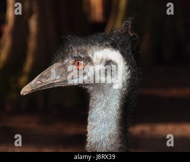 Emu, Schritt, Stufe, Closeup, Tier, Vogel, Afrika, Porträt, Schnabel, bizarre, Stockfoto