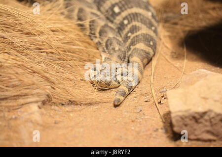 Schlange, Otter, Schlangen, giftige Schlange, Bordell, Giftschlangen, Blätterteig, Makro, Stockfoto