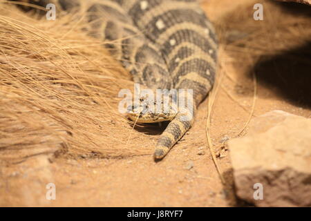 Schlange, Otter, Schlangen, giftige Schlange, Bordell, Giftschlangen, Blätterteig, Makro, Stockfoto