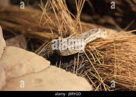 Schlange, Otter, Schlangen, giftige Schlange, Bordell, Giftschlangen, Blätterteig, Makro, Stockfoto