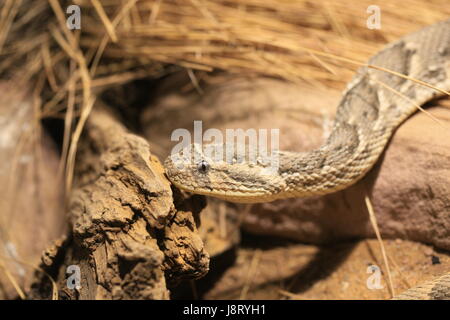 Schlange, Otter, Schlangen, giftige Schlange, Bordell, Giftschlangen, Blätterteig, Makro, Stockfoto