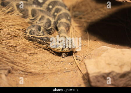 Schlange, Otter, Schlangen, giftige Schlange, Bordell, Giftschlangen, Blätterteig, Makro, Stockfoto