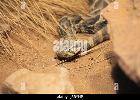 Schlange, Otter, Schlangen, giftige Schlange, Bordell, Giftschlangen, Blätterteig, Makro, Stockfoto